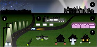 Behavioral responses of bioluminescent fireflies to artificial light at night